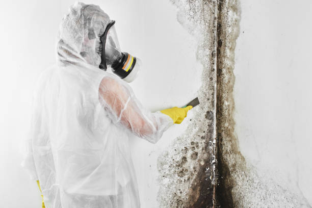 Best Attic Mold Removal  in Blue Springs, MO