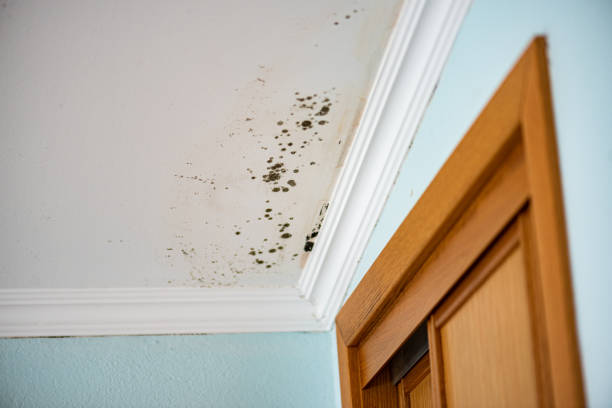 Home Mold Removal in Blue Springs, MO