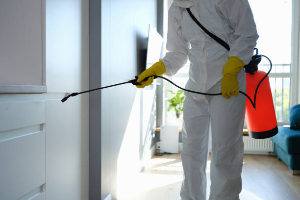 Best Black Mold Removal  in Blue Springs, MO