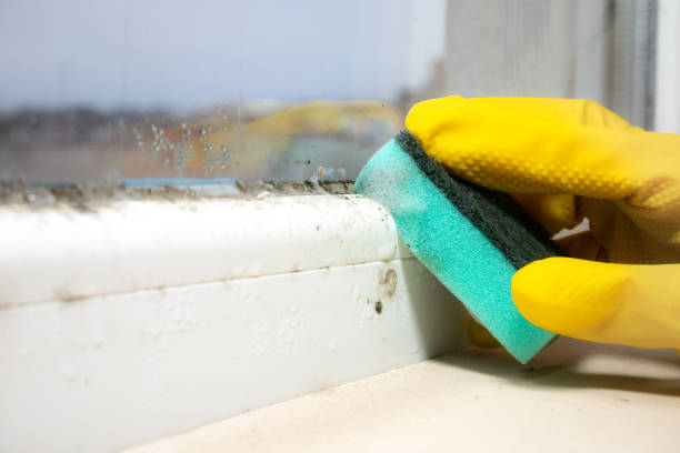 Best Home Mold Removal  in Blue Springs, MO