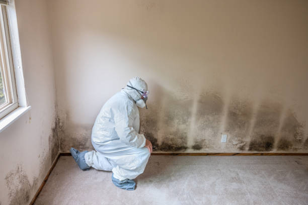 Best Mold Testing  in Blue Springs, MO