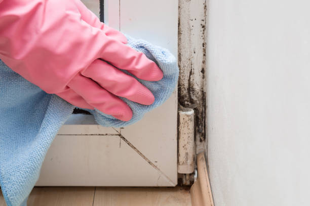 Trusted Blue Springs, MO Mold Removal Experts